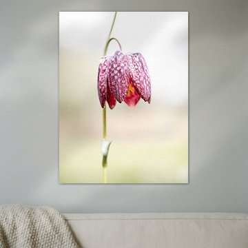 Eleganz von Angela Kraan