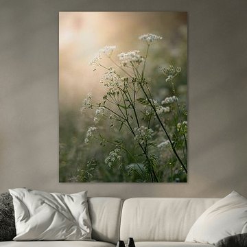 Wiesen-Sternmiere von Angela Kraan