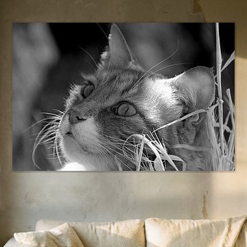 Cat 11 by Miroslav Ptacek