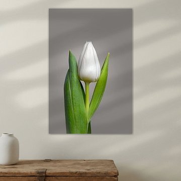 Weiße Tulpe  11  – Hell von Cindy Coenen Fine Art Photography