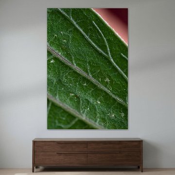 parenchym van telekomander