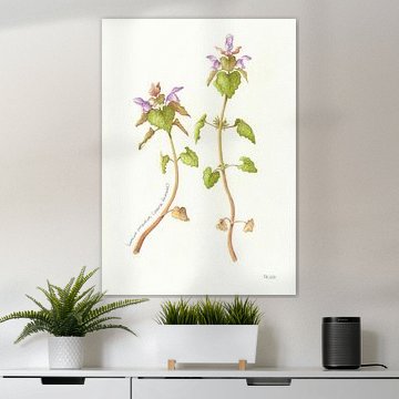 Botanische Zeichnung: Purpur-Taubnessel von Esthers Nature Studio