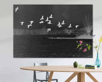 Eurasian curlews fly above a meadow (negativ) by Fotografie Jeronimo