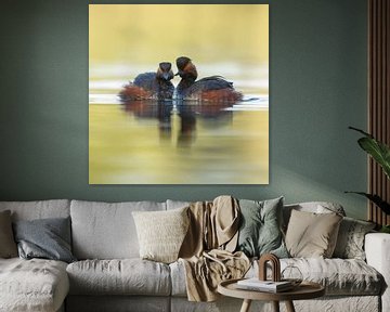 black necked grebe von Menno Schaefer