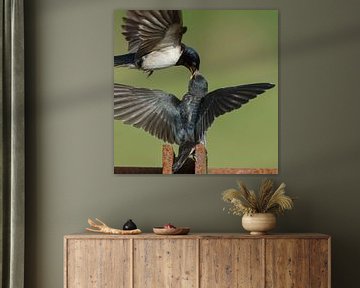 Barn swallow feeds her young