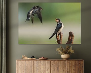 Barn swallow feeds her young