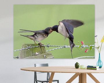 Barn swallow feeds her young