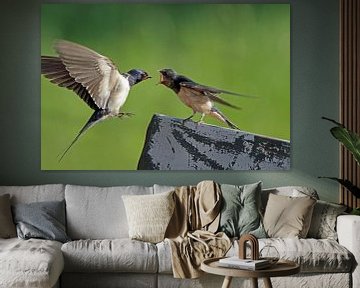 Barn swallow feeds her young by Menno Schaefer