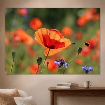 Poppy by Matthias Brix