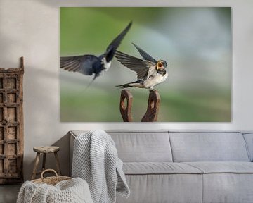 The barn swallow (Hirundo rustica) sur Menno Schaefer