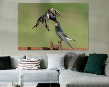 Barn swallow feeds young swallow