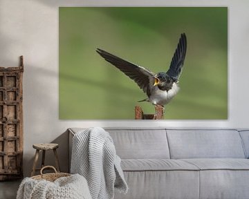 The barn swallow (Hirundo rustica) by Menno Schaefer