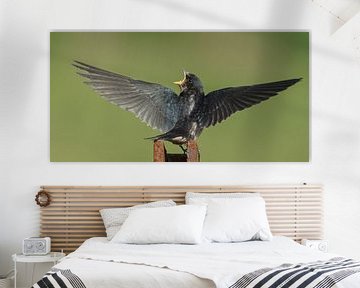 The barn swallow (Hirundo rustica) von Menno Schaefer