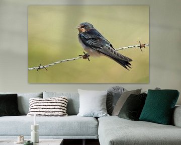 The barn swallow (Hirundo rustica)