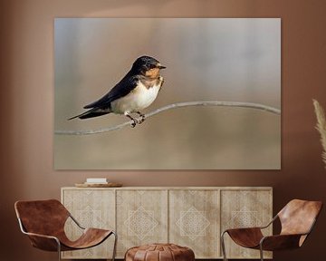 The barn swallow (Hirundo rustica)