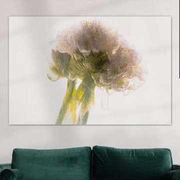 Oeillet des champs dans la glace 3