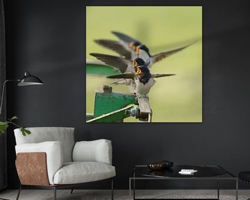 Barn Swallow by Menno Schaefer