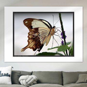 Schein Schwalbenschwanz von Matthias Brix