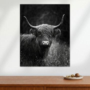 Auge in Auge mit dem Hochlandrind von Erwin Kamp