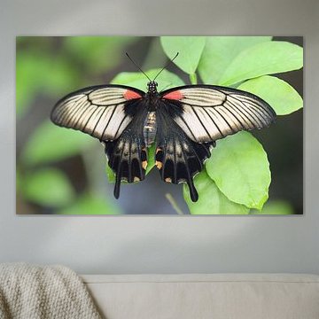 Great Mormon by Matthias Brix