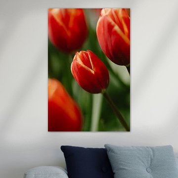Tulp van Myrthe Vlasveld