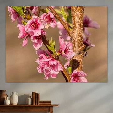 Pfirsichblüte im Frühling – Zarte Schönheit des Neubeginns