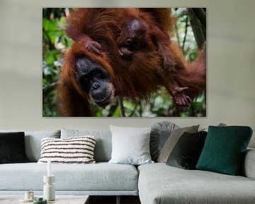 Mère orang-outan avec ses petits - Bukit Lawang, Sumatra, Indonésie sur Martijn Smeets