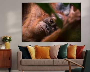Jonge Orang-oetan in de jungle van Bukit Lawang, Sumatra, Indonesië van Martijn Smeets