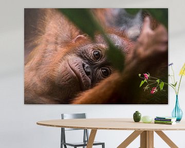 Jeune orang-outan dans la jungle de Bukit Lawang, Sumatra, Indonésie. sur Martijn Smeets