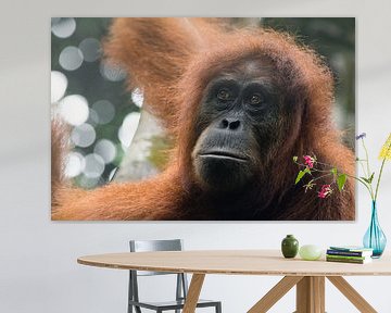 Orang-outan dans la jungle de Sumatra, en Indonésie. sur Martijn Smeets