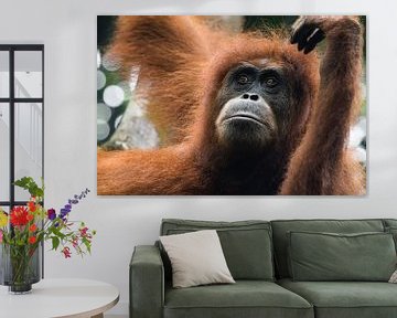 Orangutan in the rainforest of Sumatra, Indonesia by Martijn Smeets