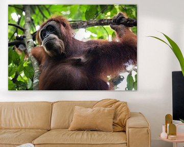 Orang-oetan in de jungle van Sumatra, Indonesië van Martijn Smeets