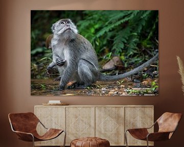 Makaak in de jungle - Sumatra, Indonesië van Martijn Smeets