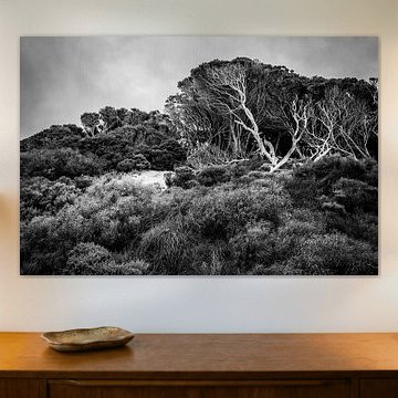 Door de wind gevormd van Patrick Kilb