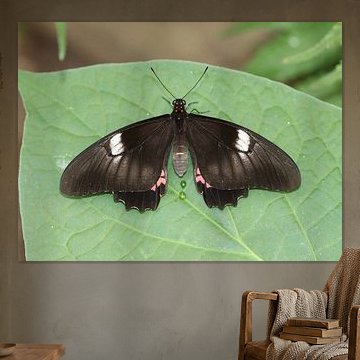 Transandean runderhart