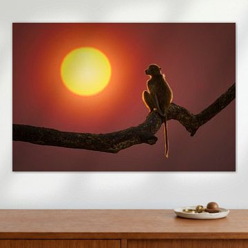 Pavian vor der aufgehenden Sonne von Chris Stenger