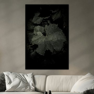 Macro photography of droplets on a leaf in autumn in the Netherlands