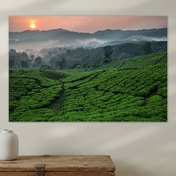 Teeplantage Nirmala Tea Estate - West Java, Indonesien von Martijn Smeets
