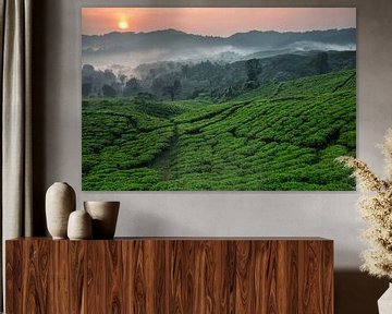 Theeplantage Nirmala Tea Estate - West-Java, Indonesië van Martijn Smeets