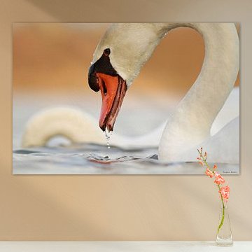 Mute swan by Ruben Evers