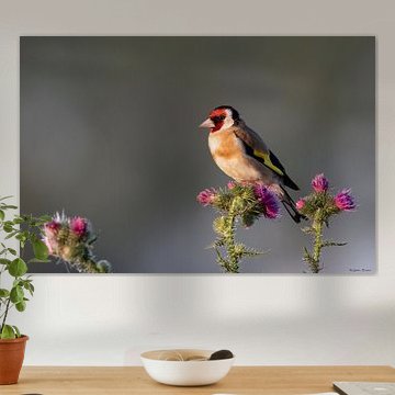 A goldfinch in a meadow, perched on a thistle