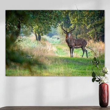 Rotwild im Weerterbos von Ton Beerens