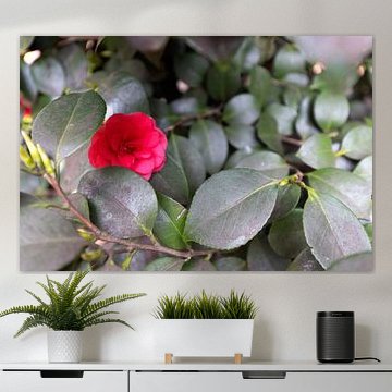 The first flowers in the Emsland garden by Bianca Meyering Fotos - BMF