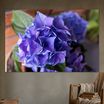 The first flowers in the Emsland garden by Bianca Meyering Fotos - BMF