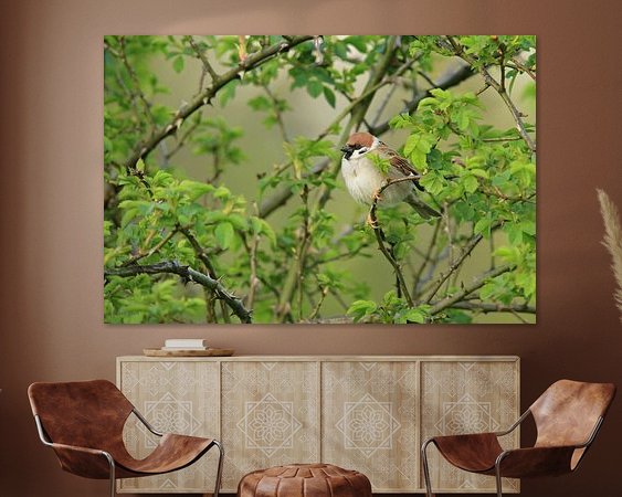 Aperçu de la chambre