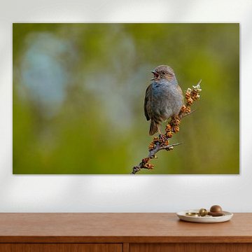 Singende Heckenbraunelle im Morgenlicht