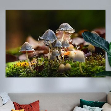 Glanzende Mycena’s in een herfstbui van Fotografiecor .nl