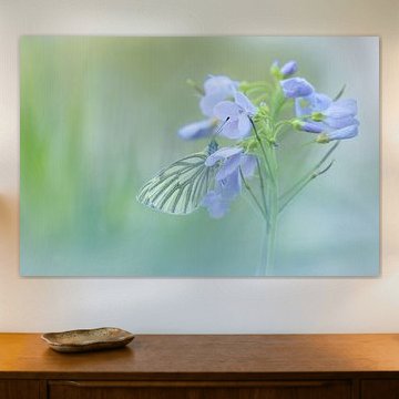 Het klein geaderd witje (Pieris napi)