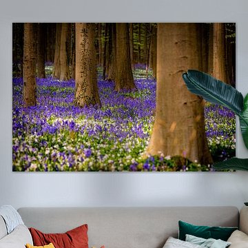 Infinite Bloom — Hallerbos