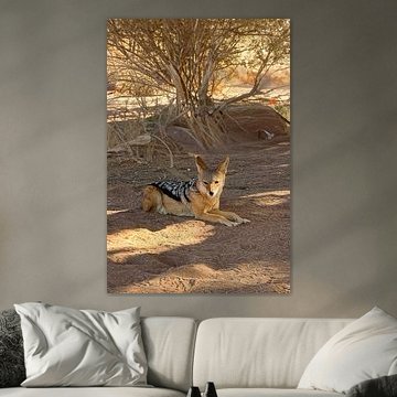 Sattelhals in der Namib-Wüste